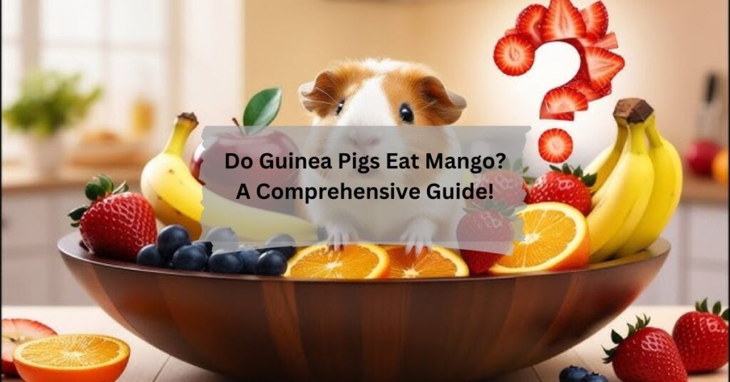 Do Guinea Pigs Eat Mango A Comprehensive Guide!