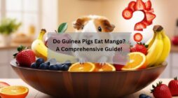 Do Guinea Pigs Eat Mango A Comprehensive Guide!