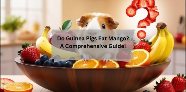 Do Guinea Pigs Eat Mango A Comprehensive Guide!