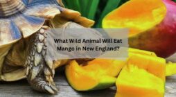 What Wild Animal Will Eat Mango in New England