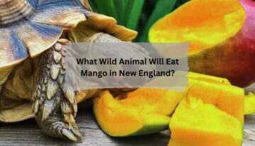 What Wild Animal Will Eat Mango in New England