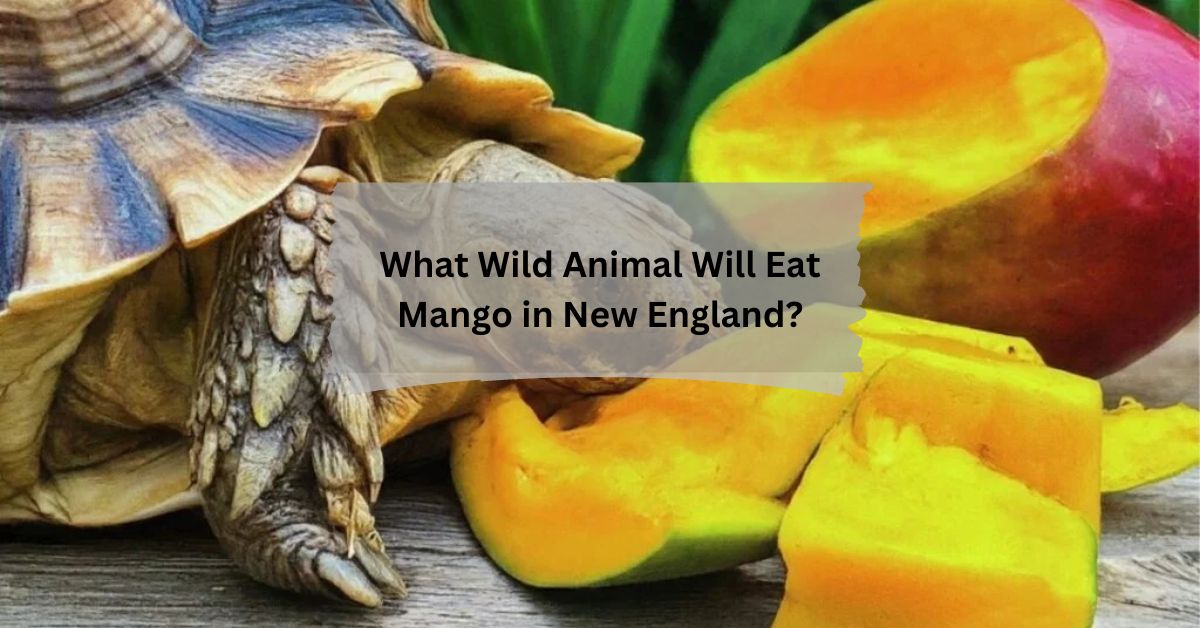 What Wild Animal Will Eat Mango in New England